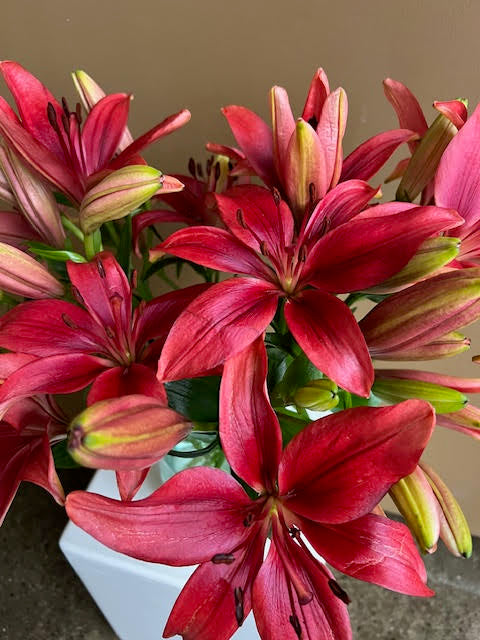 Renata - Red LA Lillies